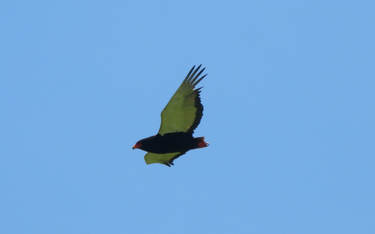Bateleur - Adrián Colino Barea