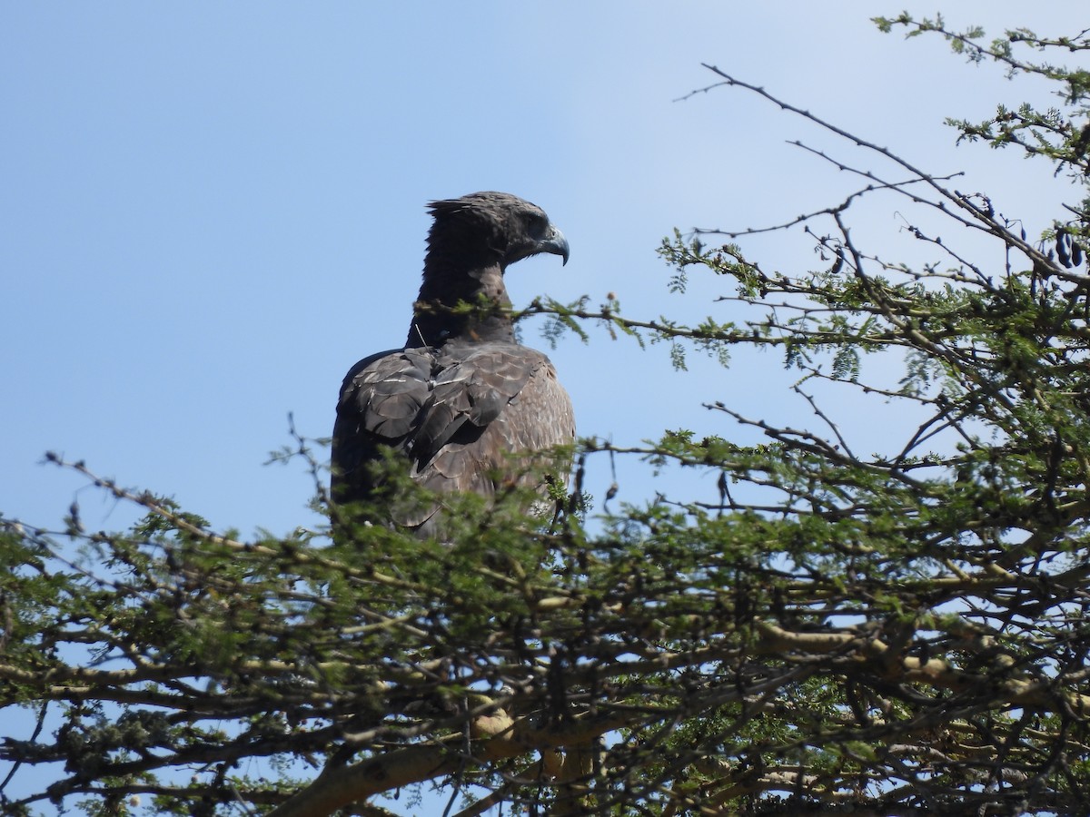 Martial Eagle - Adrián Colino Barea