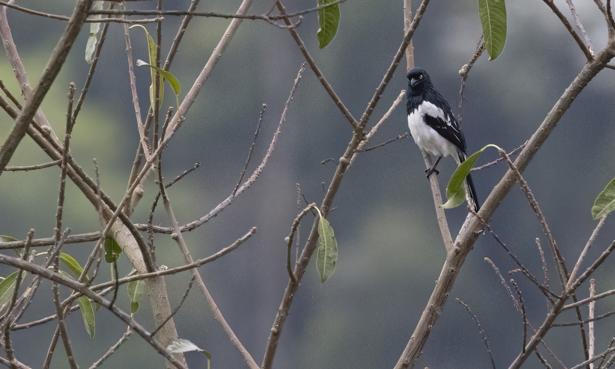 Magpie Tanager - ML624434256