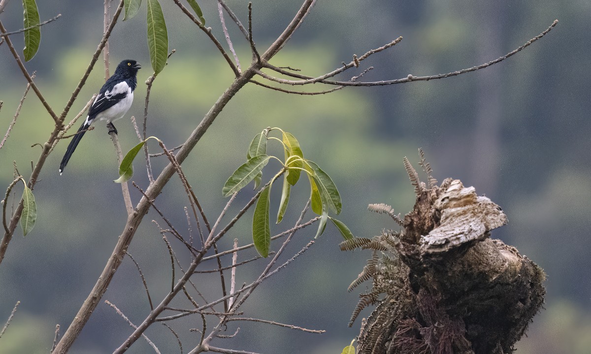 Magpie Tanager - ML624434259