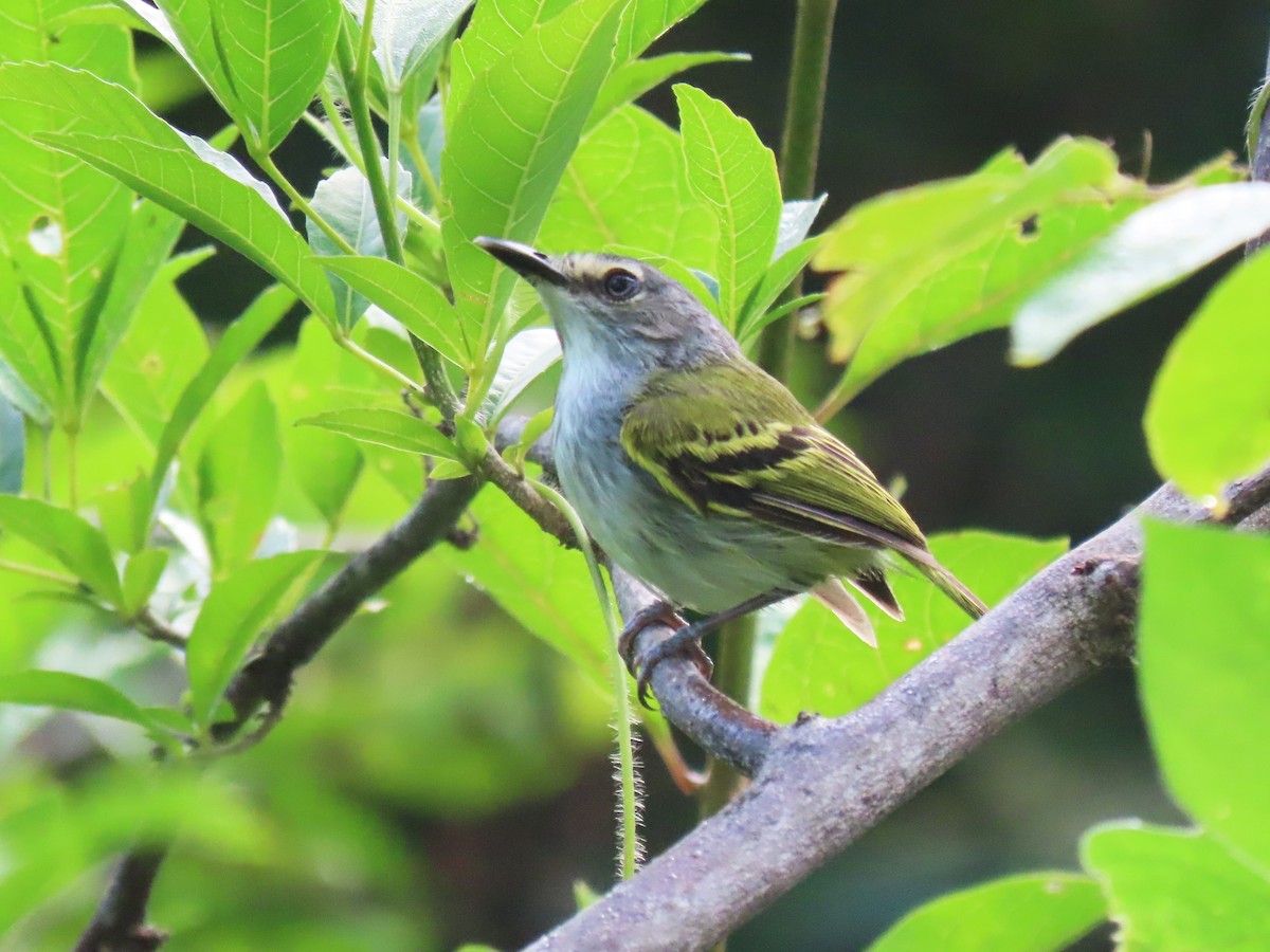 Slate-headed Tody-Flycatcher - ML624434423