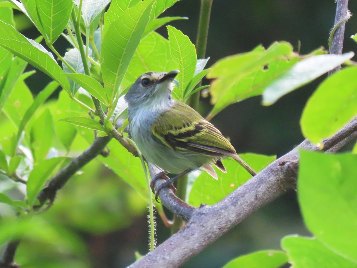 Slate-headed Tody-Flycatcher - ML624434424