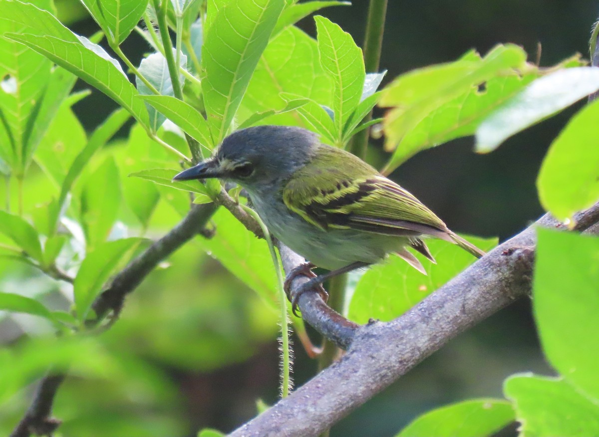 Slate-headed Tody-Flycatcher - ML624434425