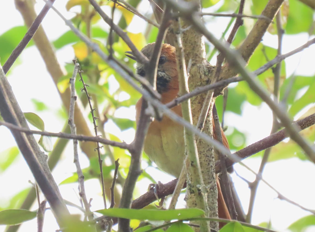 Hoary-throated Spinetail - ML624434451