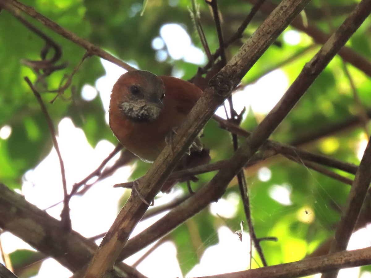 Hoary-throated Spinetail - ML624434453