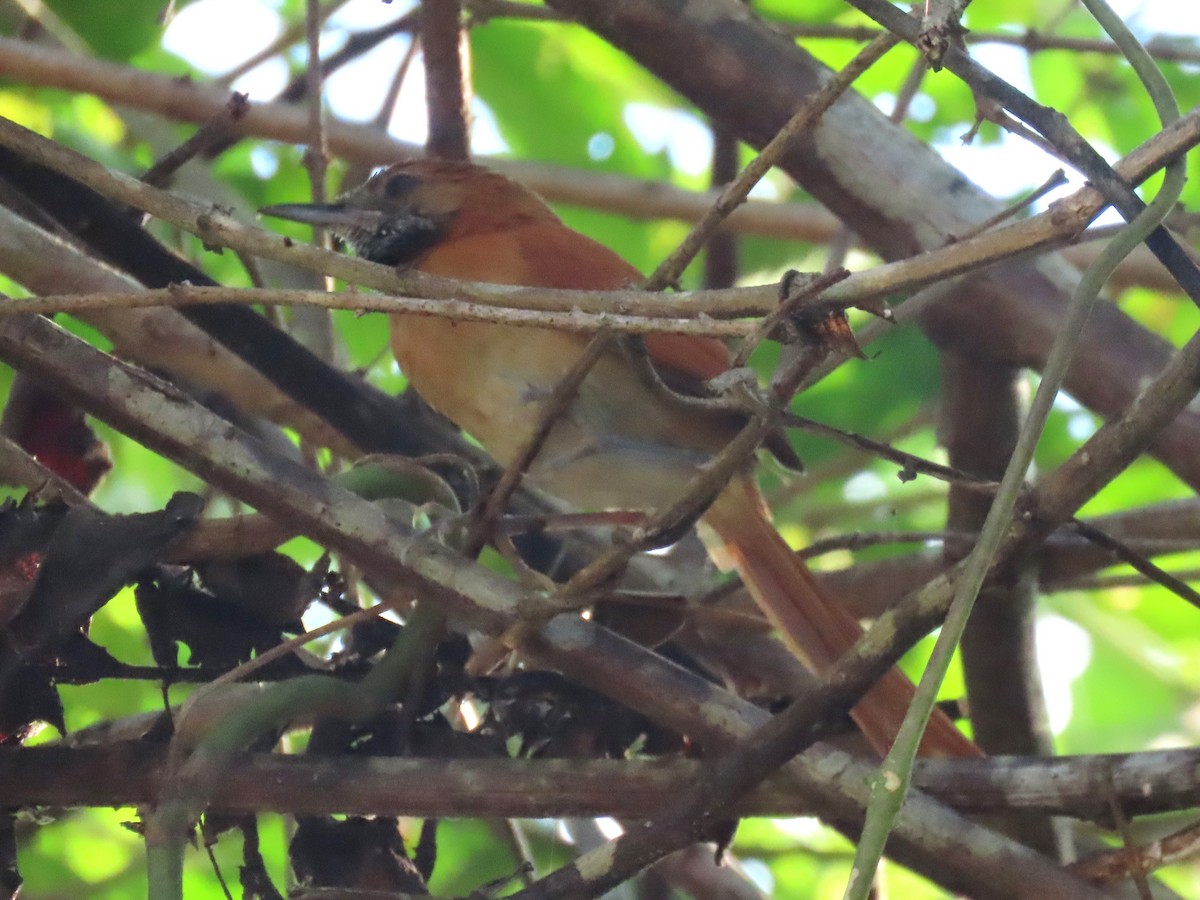 Hoary-throated Spinetail - ML624434454