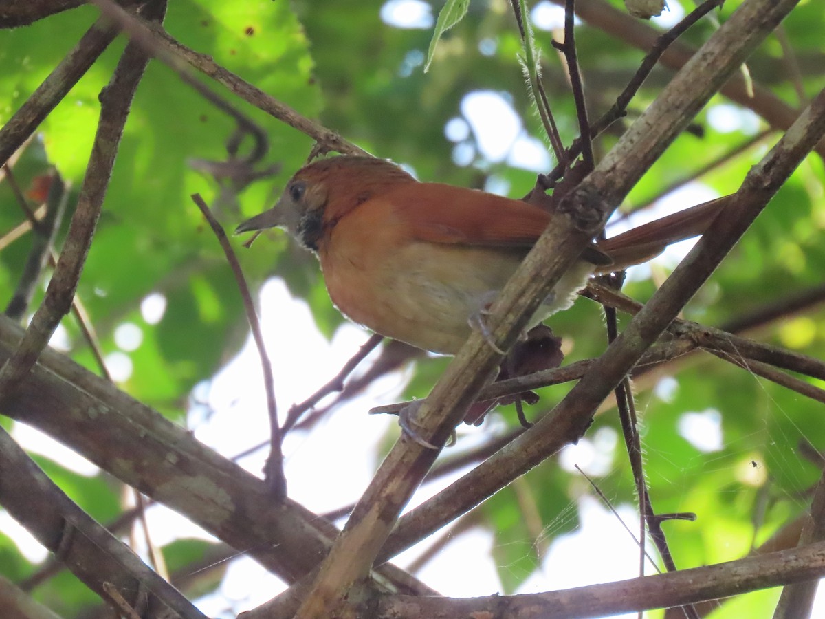 Hoary-throated Spinetail - ML624434455