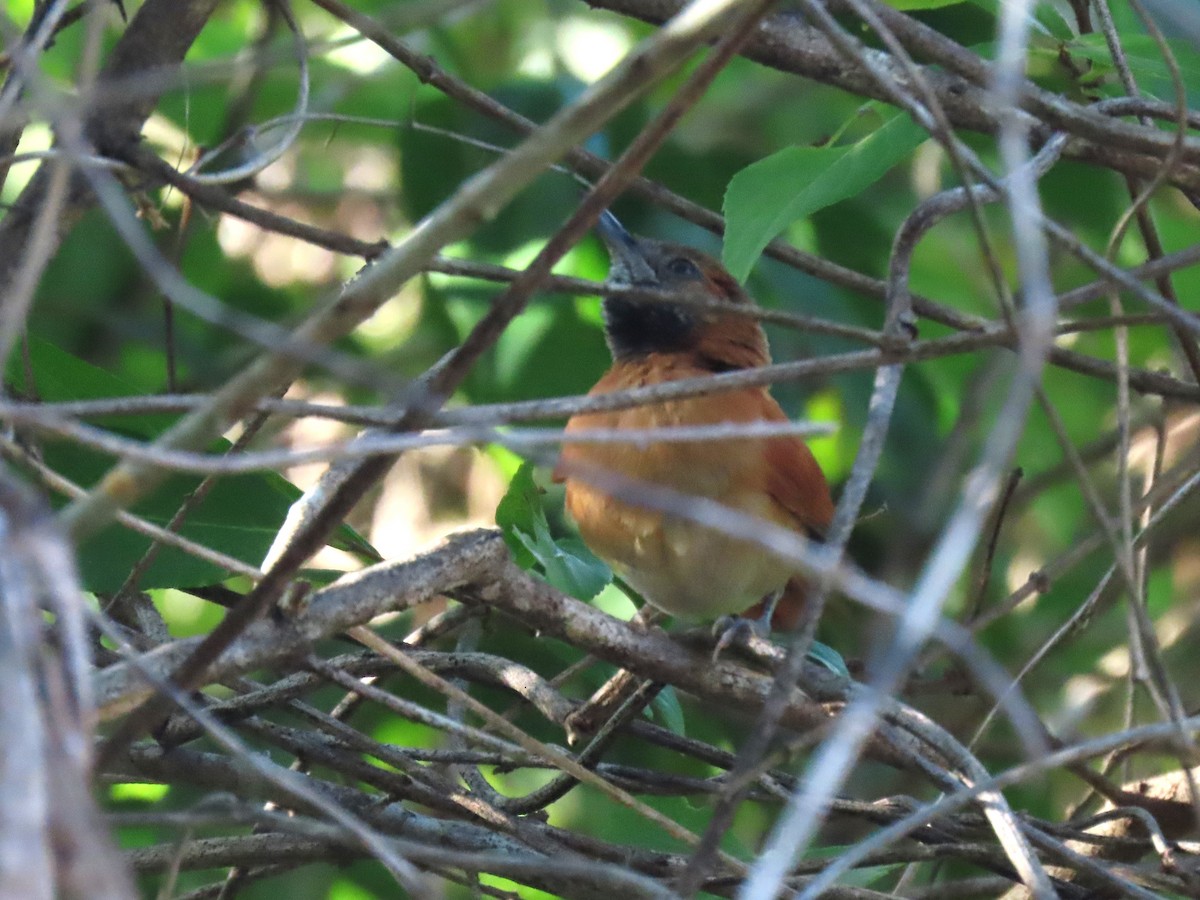 Hoary-throated Spinetail - ML624434456