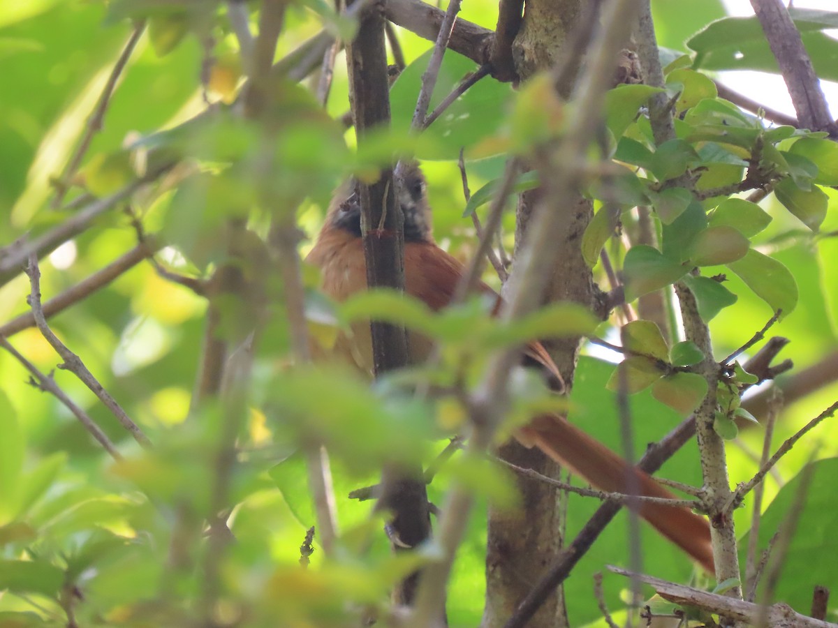 Hoary-throated Spinetail - ML624434457