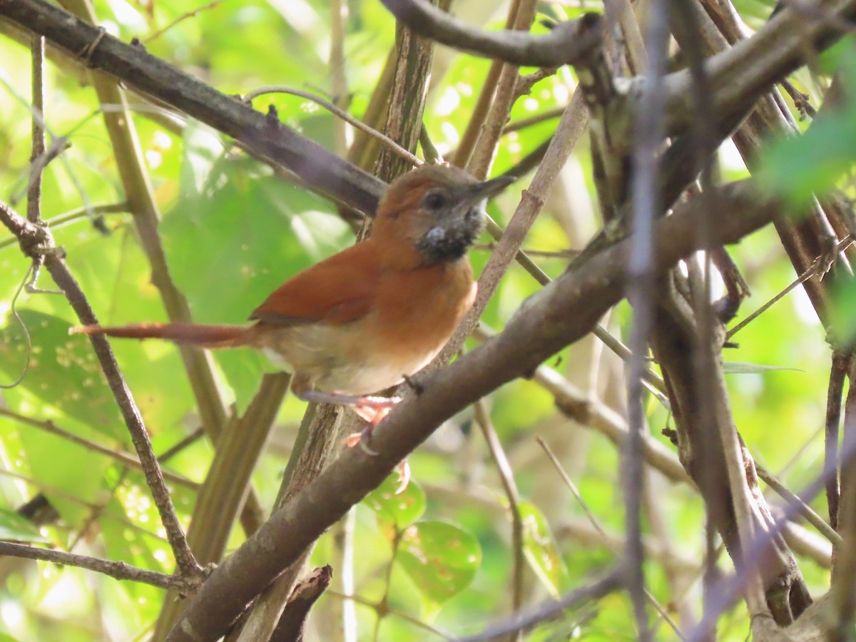 Hoary-throated Spinetail - ML624434463