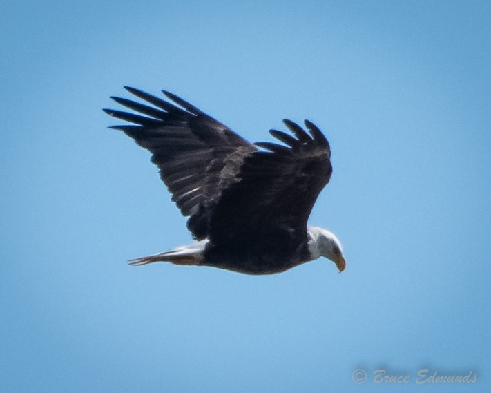 Bald Eagle - ML624434552
