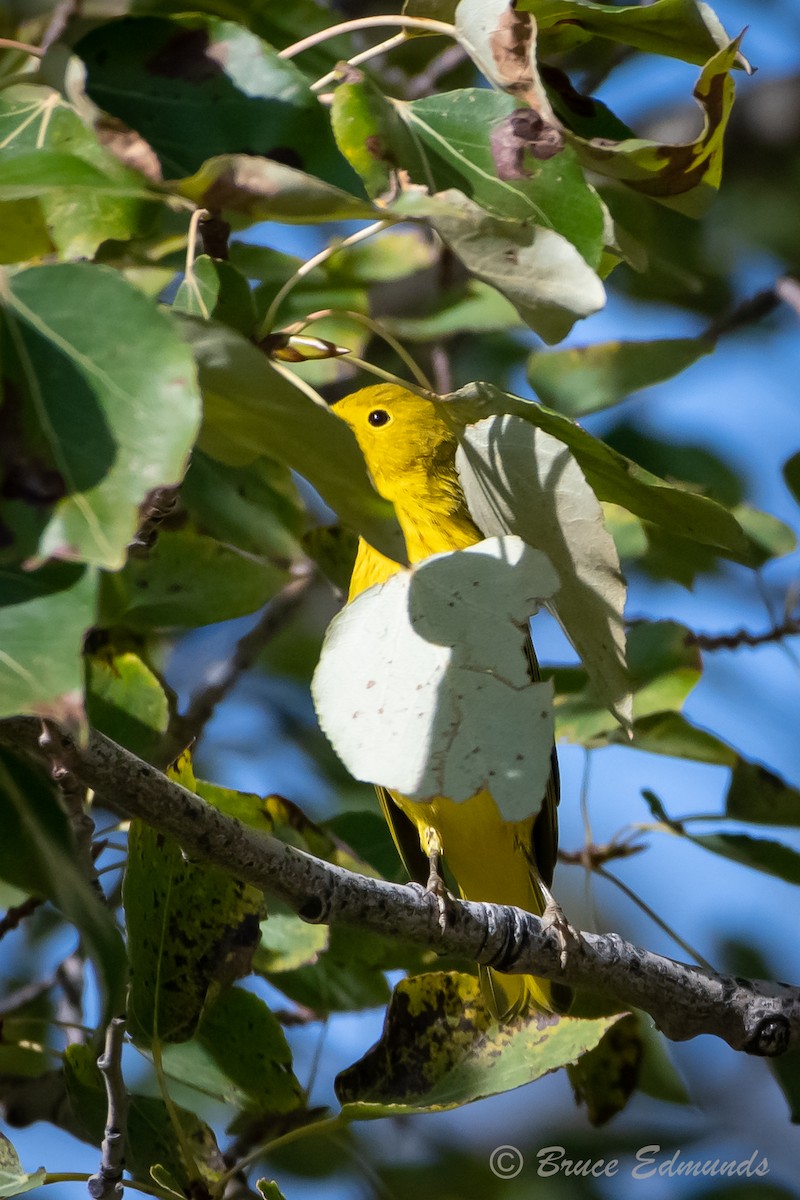 Yellow Warbler - ML624434558