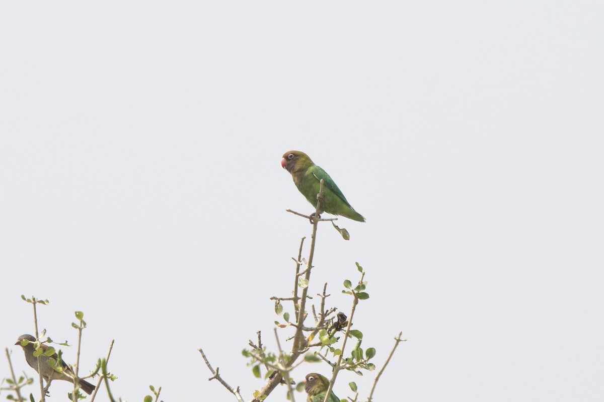 Black-cheeked Lovebird - ML624434584
