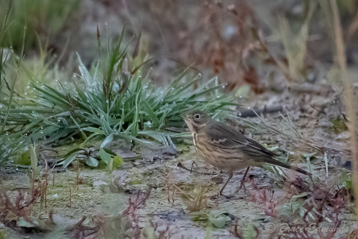 American Pipit - ML624434613