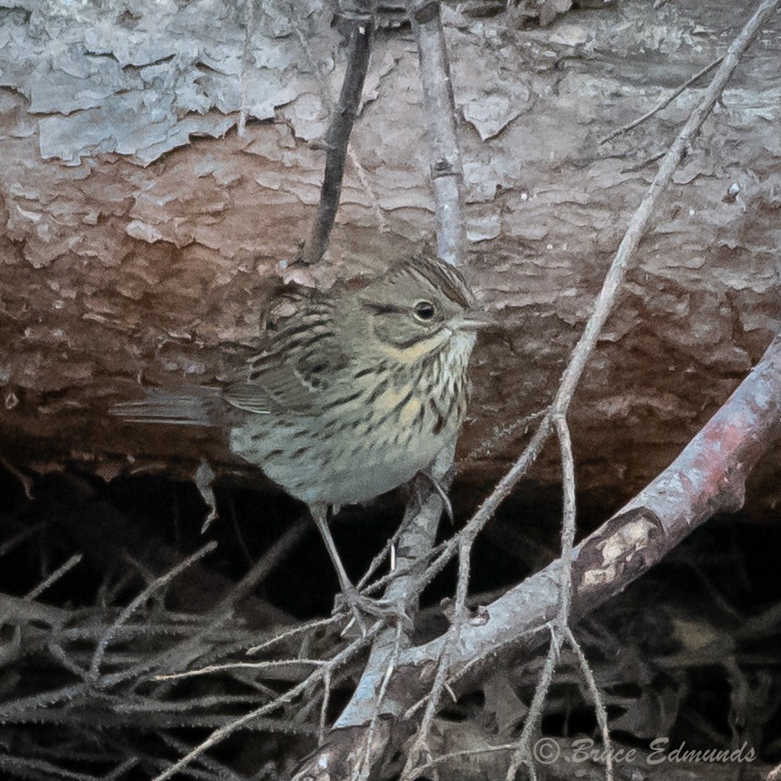 Lincoln's Sparrow - ML624434621