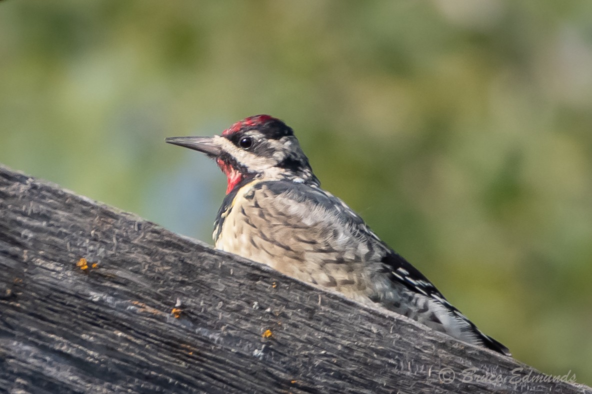 Yellow-bellied Sapsucker - ML624434656