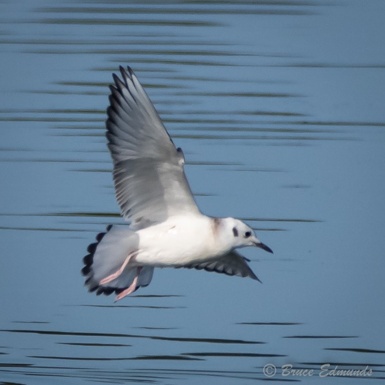 Bonaparte's Gull - ML624434853