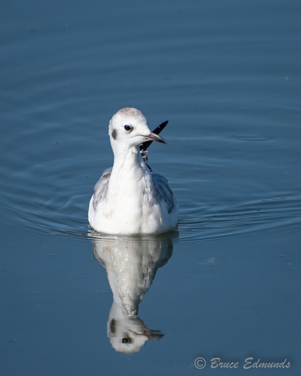 Bonaparte's Gull - ML624434854
