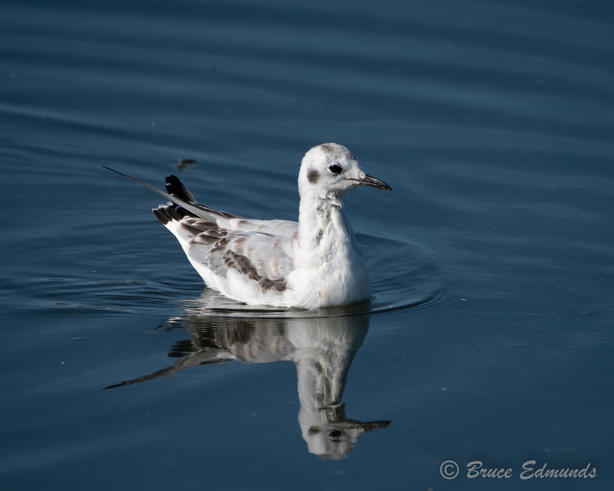 Bonaparte's Gull - ML624434855