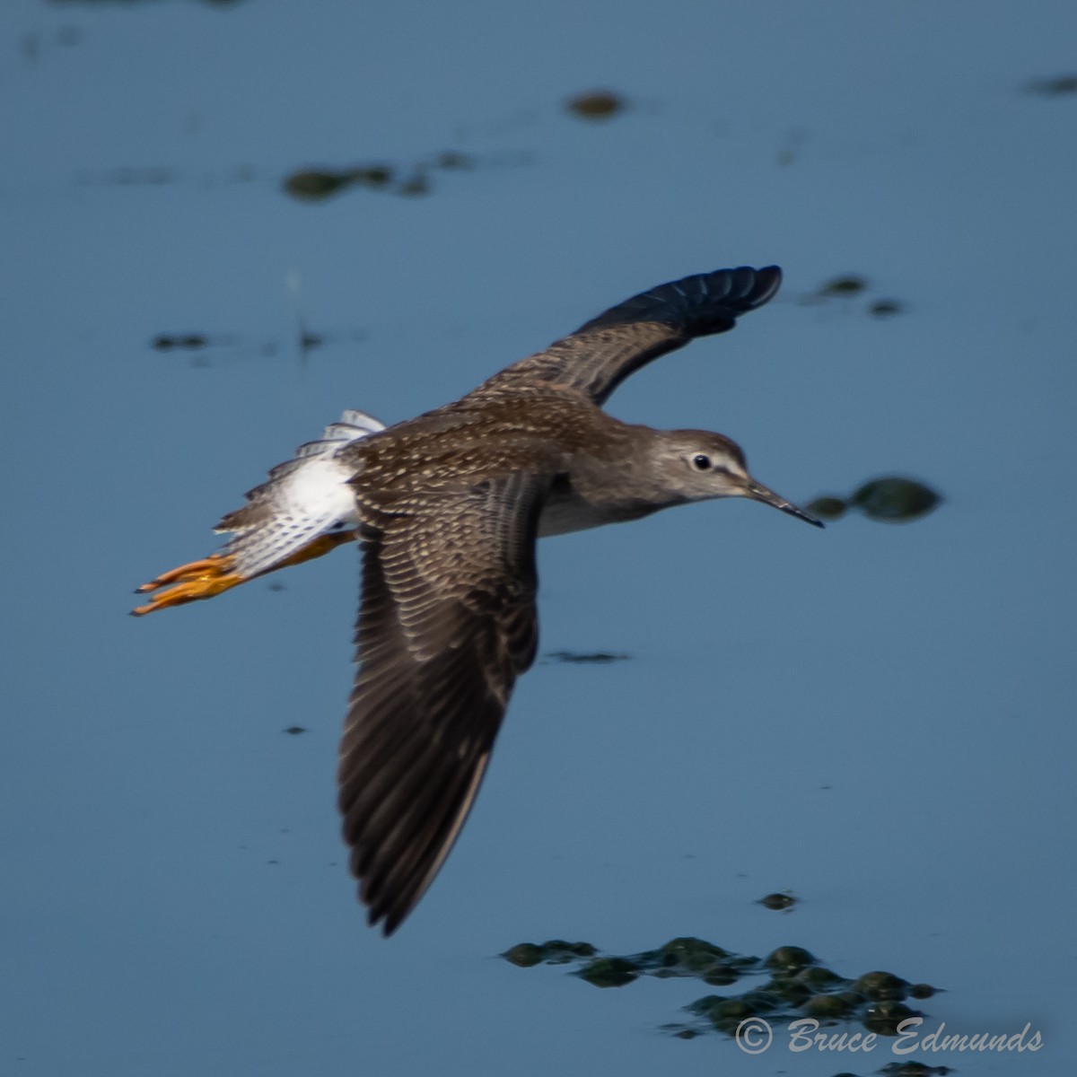 Lesser Yellowlegs - ML624434861