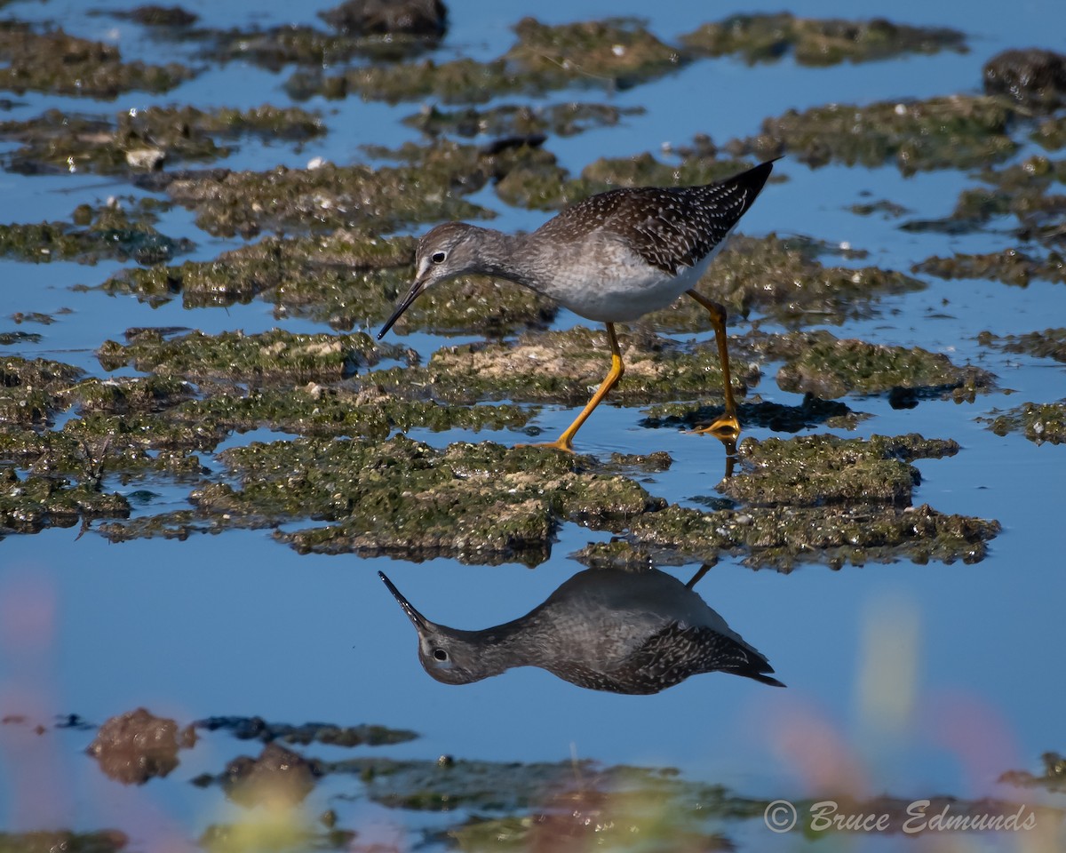 Lesser Yellowlegs - ML624434862