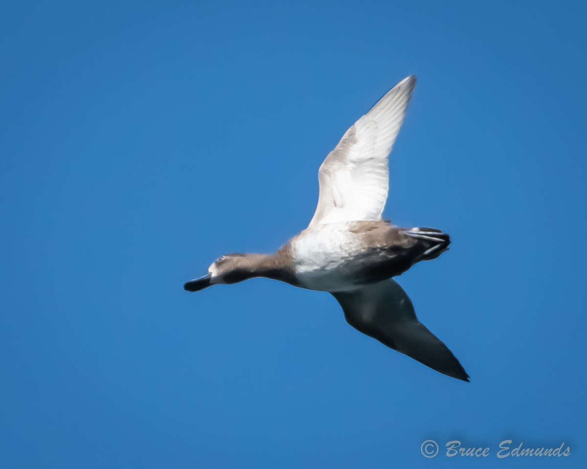 Ring-necked Duck - ML624434879