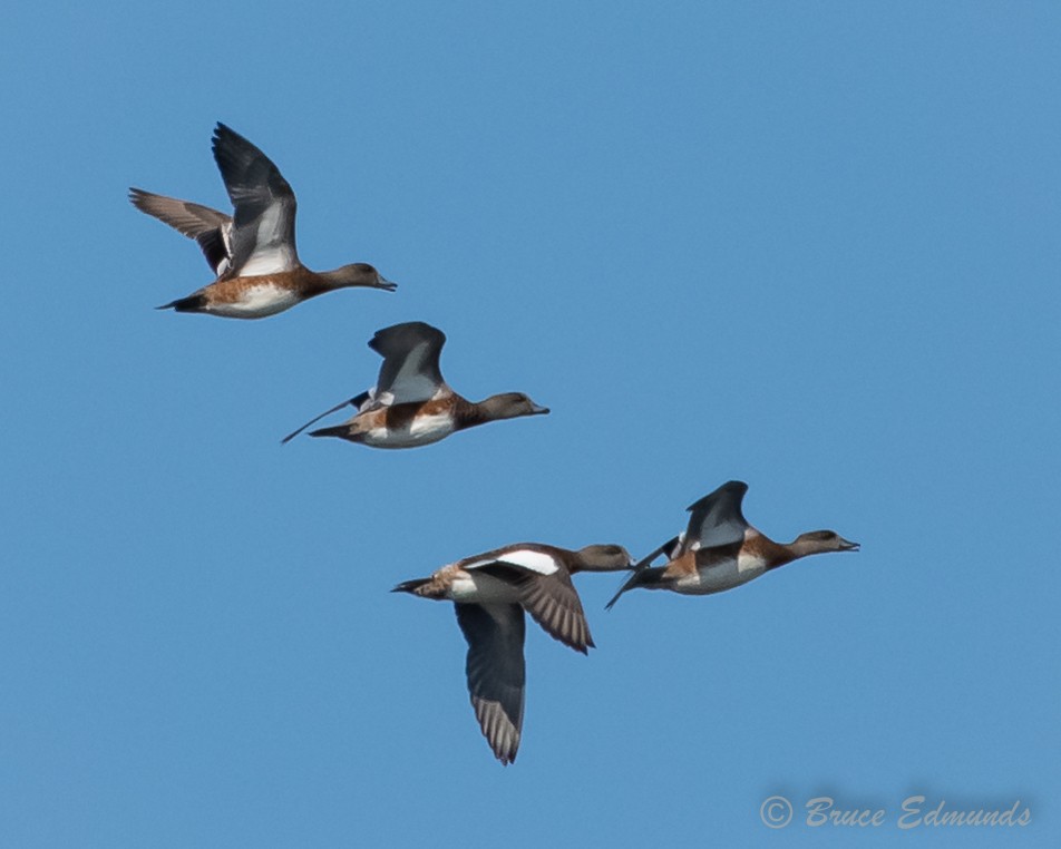 American Wigeon - ML624434888