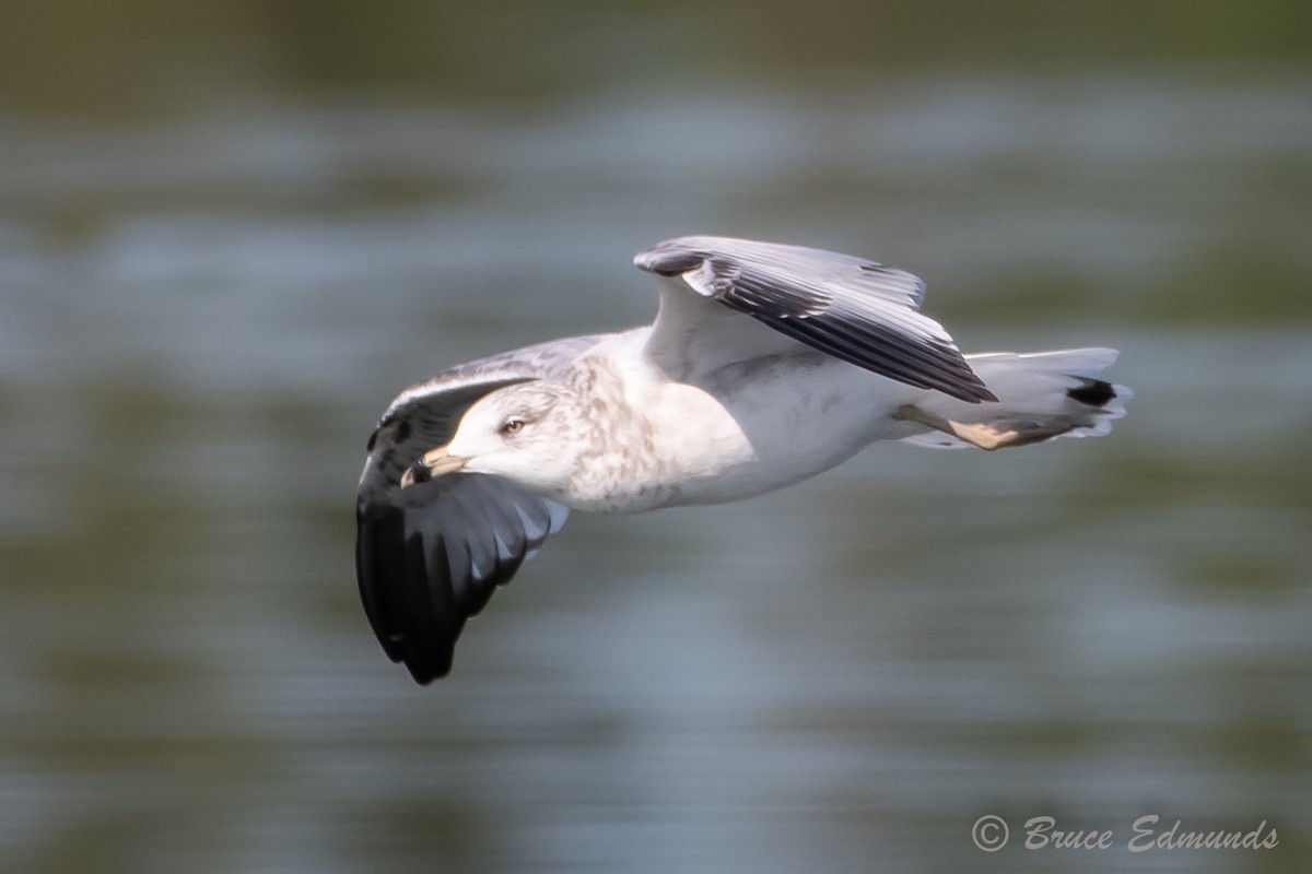 Ring-billed Gull - ML624434929