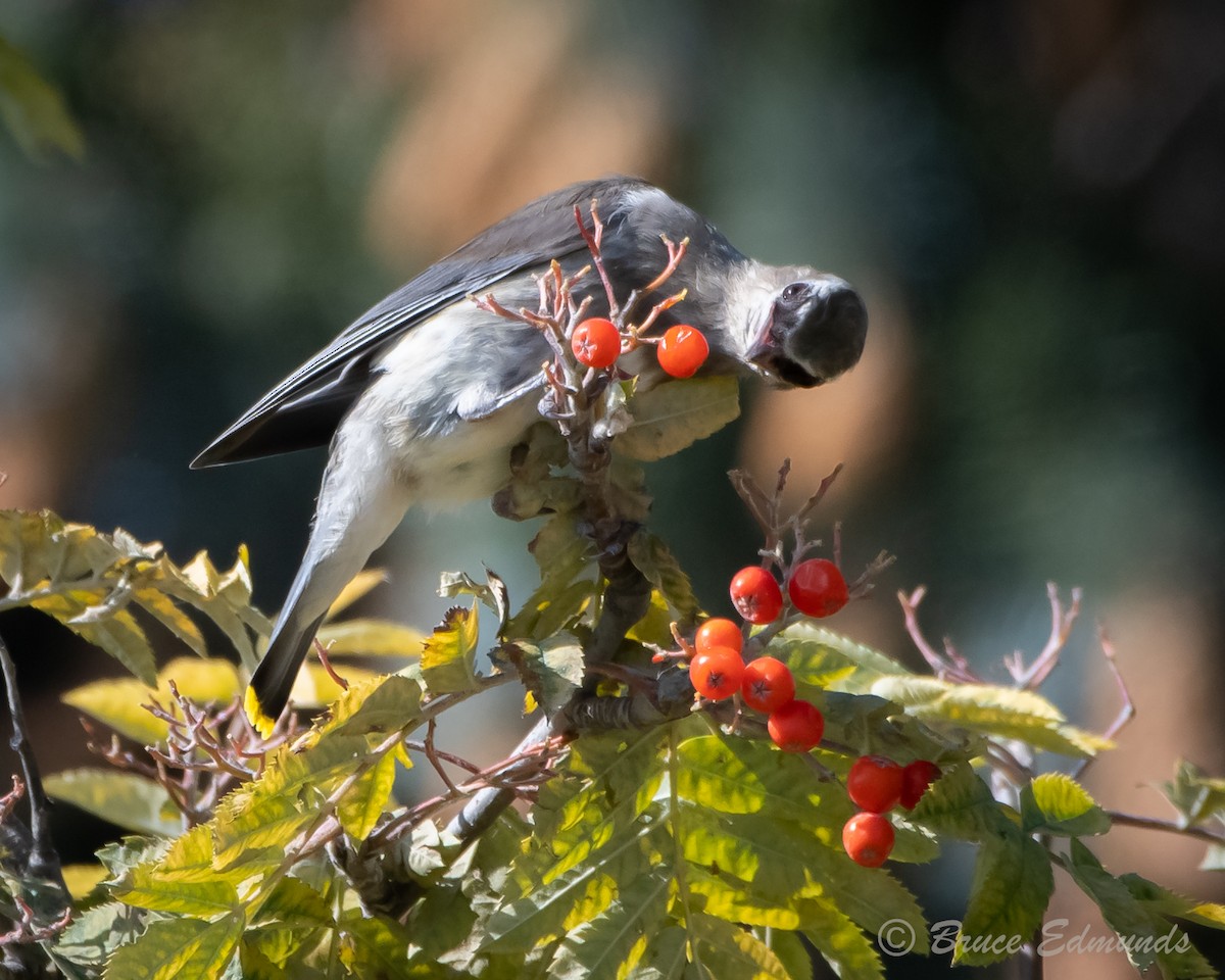 Cedar Waxwing - ML624434958