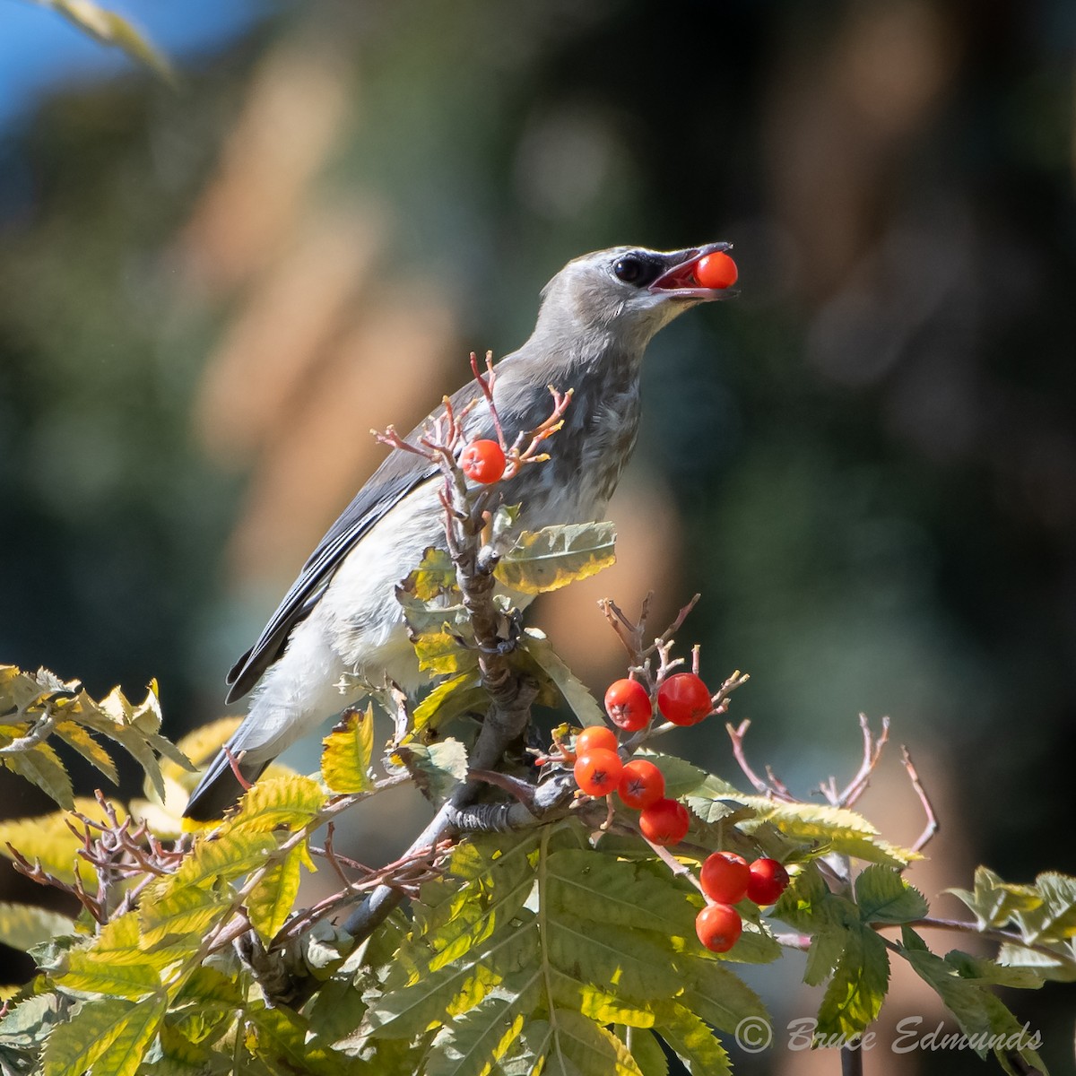 Cedar Waxwing - ML624434959