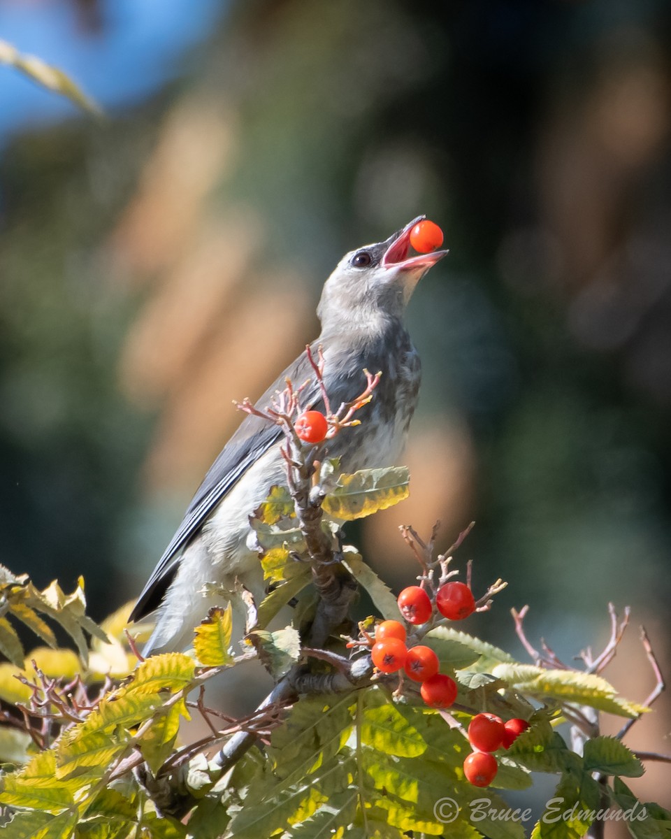 Cedar Waxwing - ML624434960