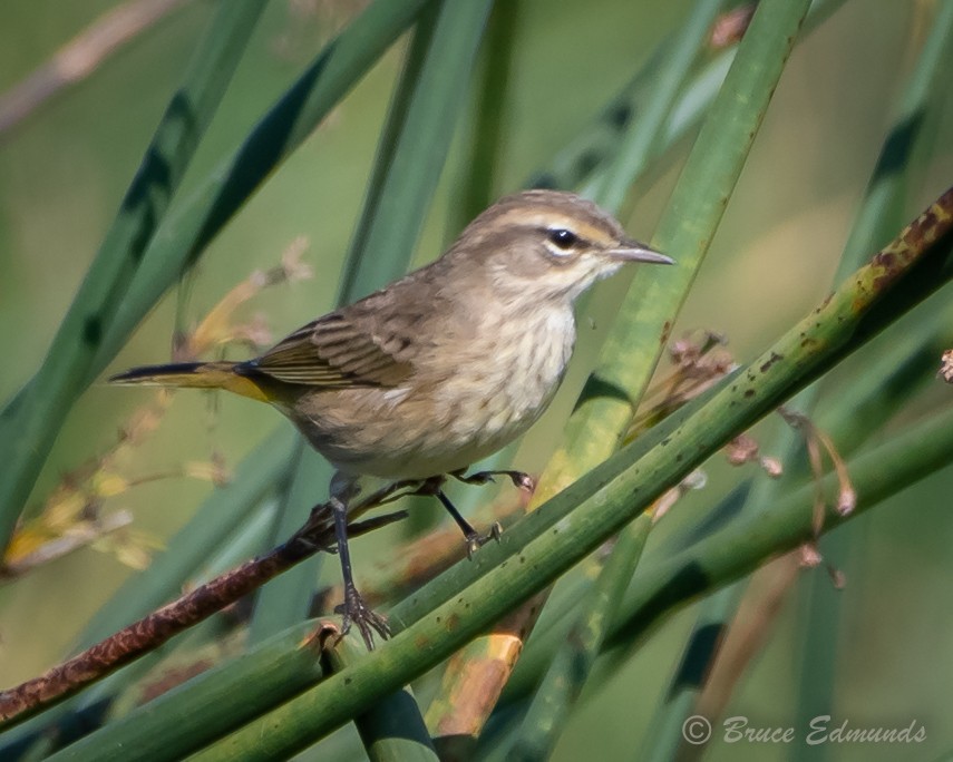 Palm Warbler - ML624434996