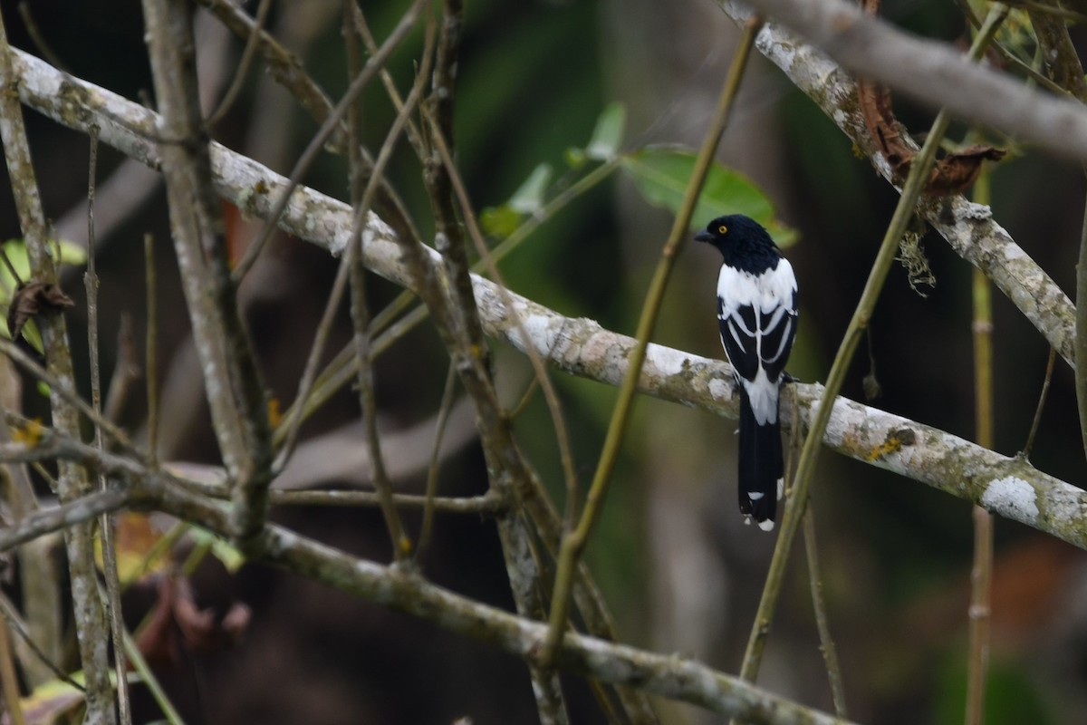 Magpie Tanager - ML624435093