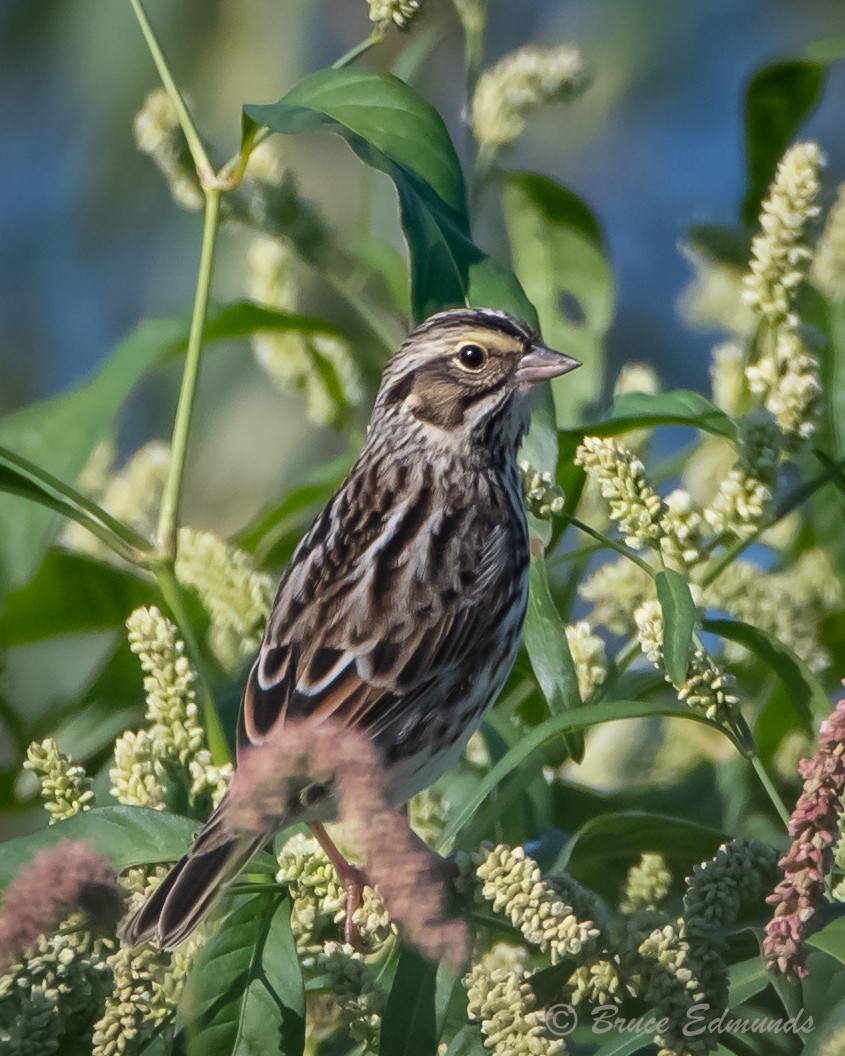 Savannah Sparrow - ML624435097
