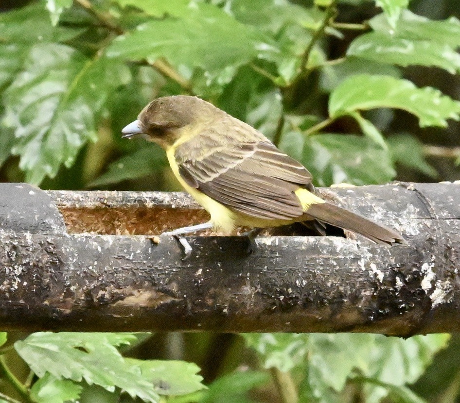 Tangara flamboyant (icteronotus) - ML624435131