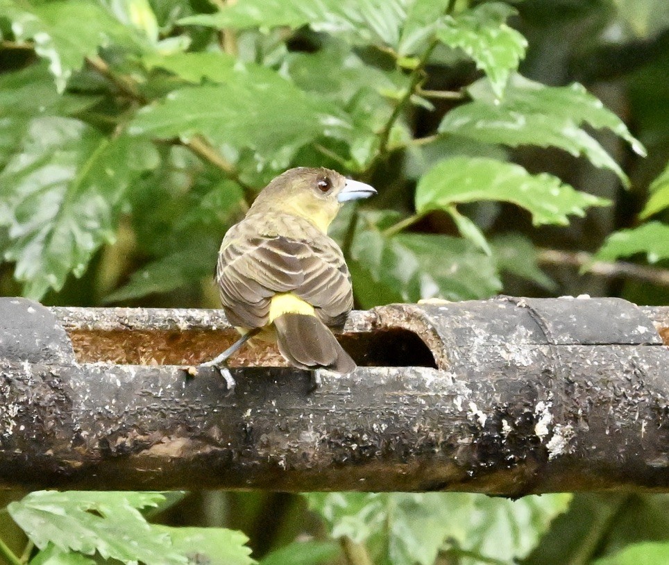 Tangara flamboyant (icteronotus) - ML624435134