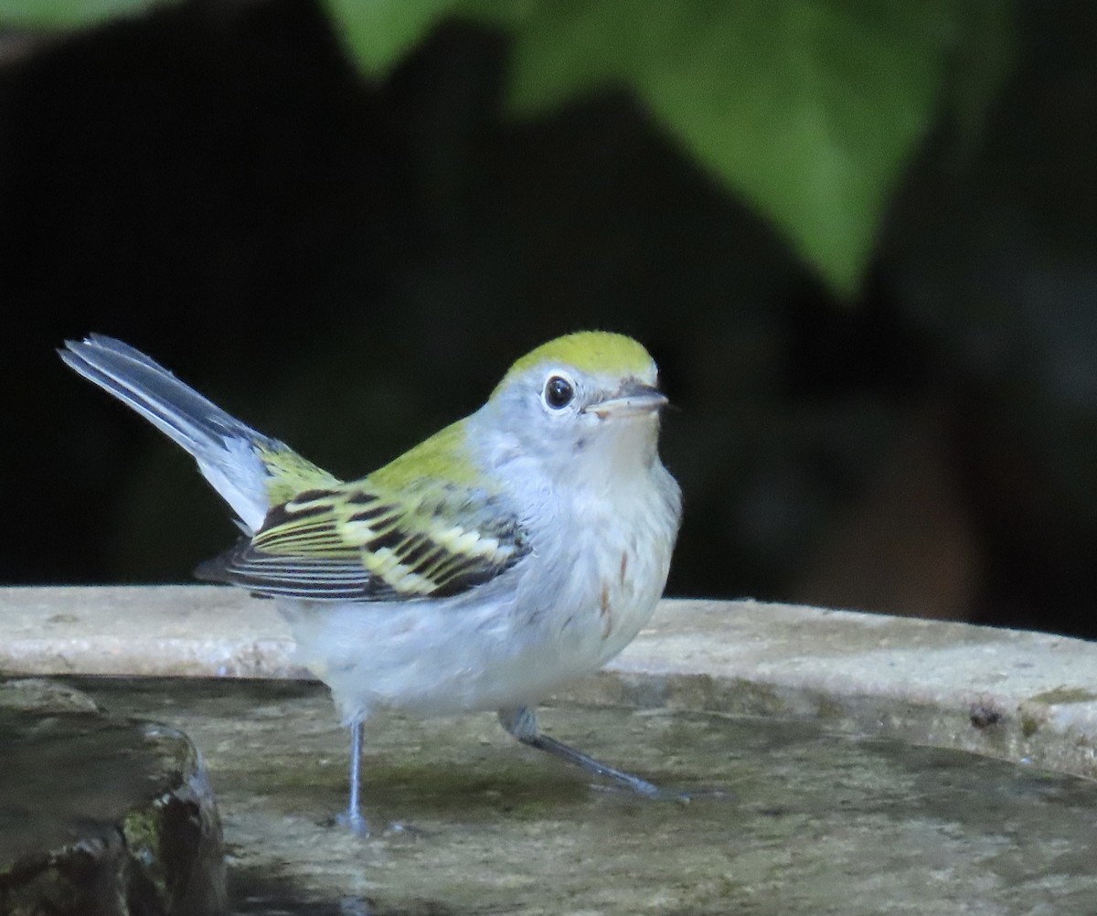 Chestnut-sided Warbler - ML624435247