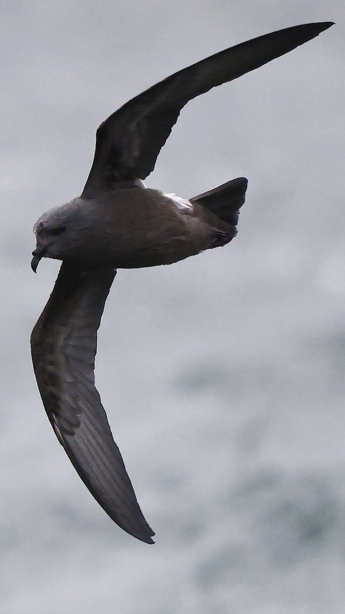 Leach's Storm-Petrel - ML624435284