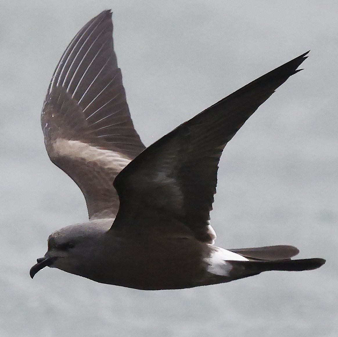 Leach's Storm-Petrel - ML624435285