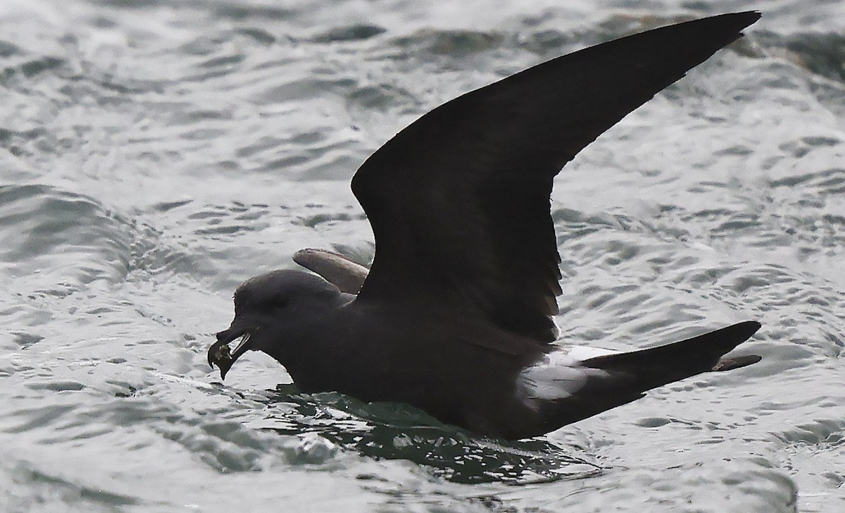 Leach's Storm-Petrel - ML624435286