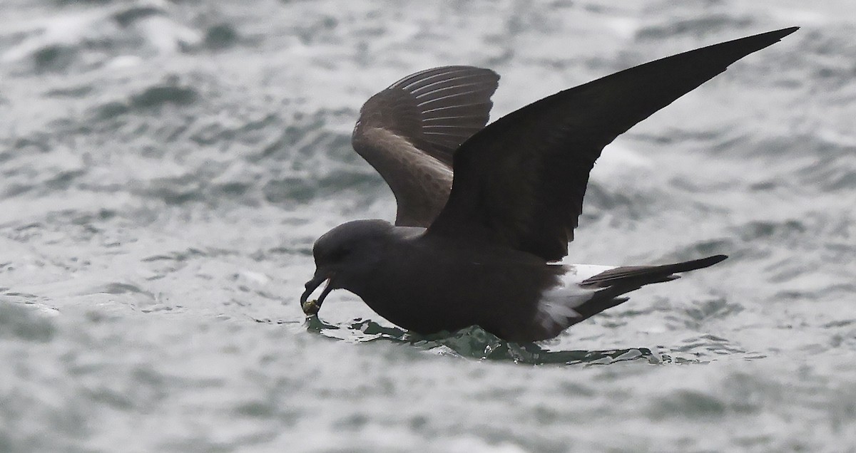 Leach's Storm-Petrel - ML624435287