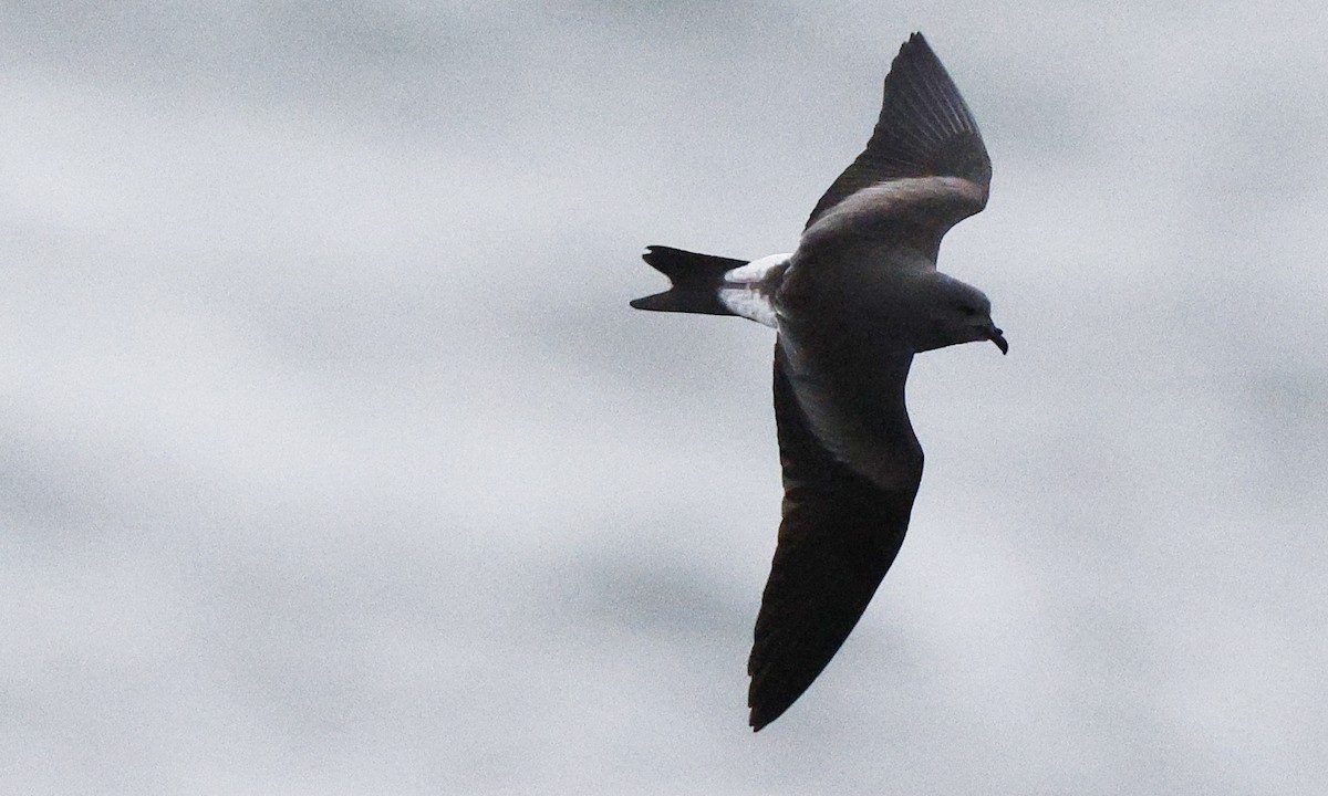 Leach's Storm-Petrel - ML624435289