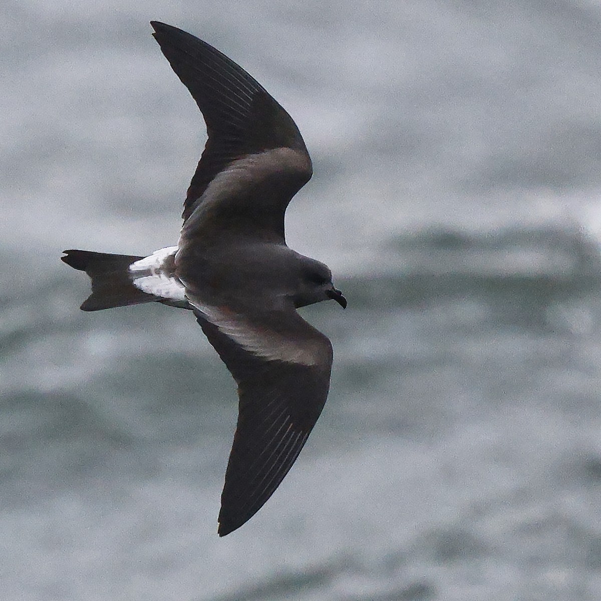 Leach's Storm-Petrel - ML624435290