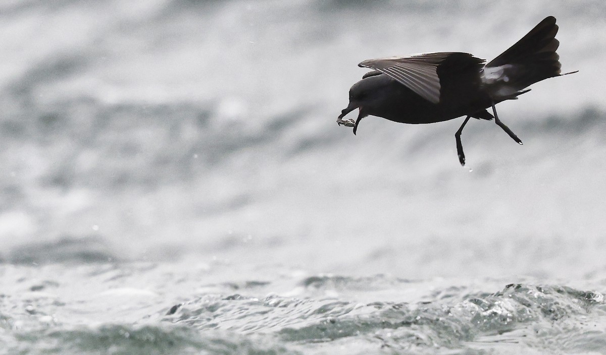 Leach's Storm-Petrel - ML624435291