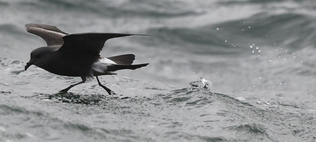 Leach's Storm-Petrel - ML624435292