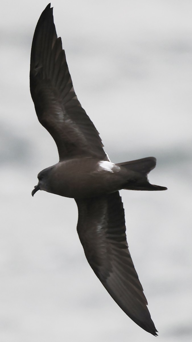 Leach's Storm-Petrel - ML624435293