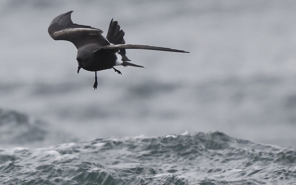 Leach's Storm-Petrel - ML624435294