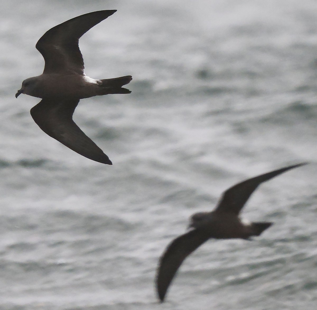 Leach's Storm-Petrel - ML624435295