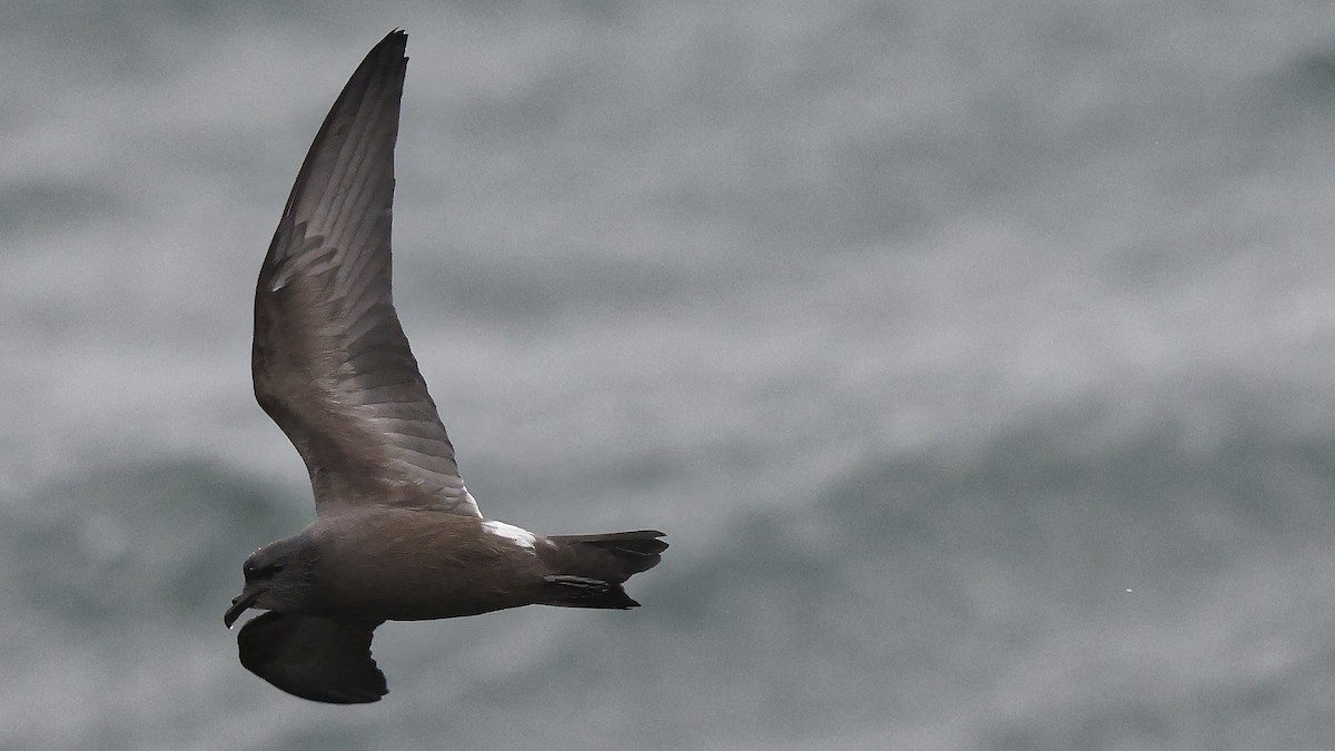 Leach's Storm-Petrel - Ian L Jones