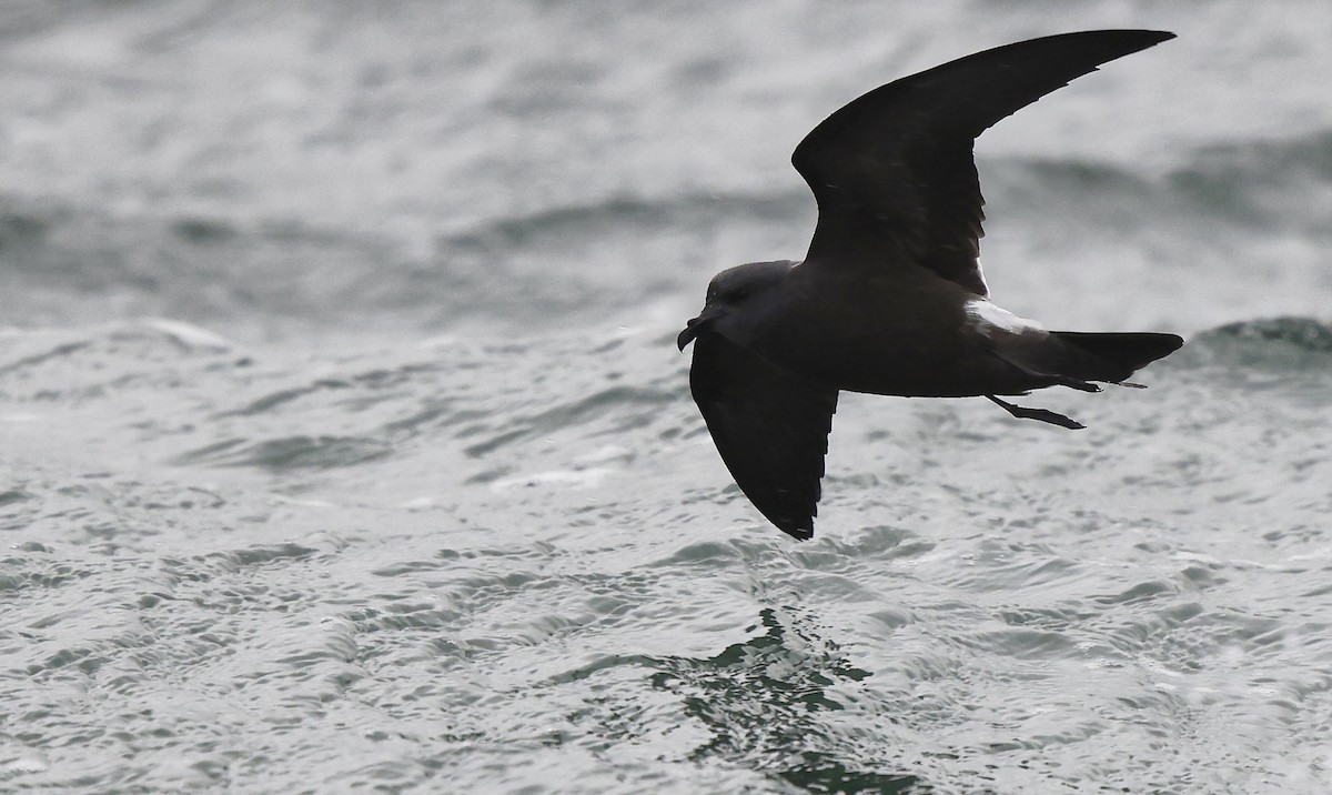 Leach's Storm-Petrel - ML624435297